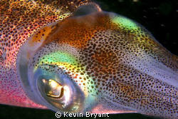 An up close study of Rusty Cuyler's blemishes. by Kevin Bryant 